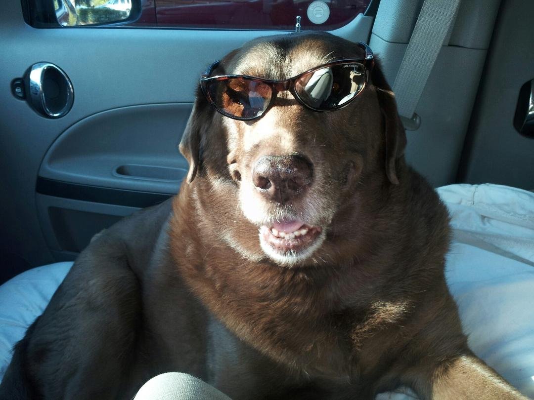 Lost my best friend, I will miss you Snickers