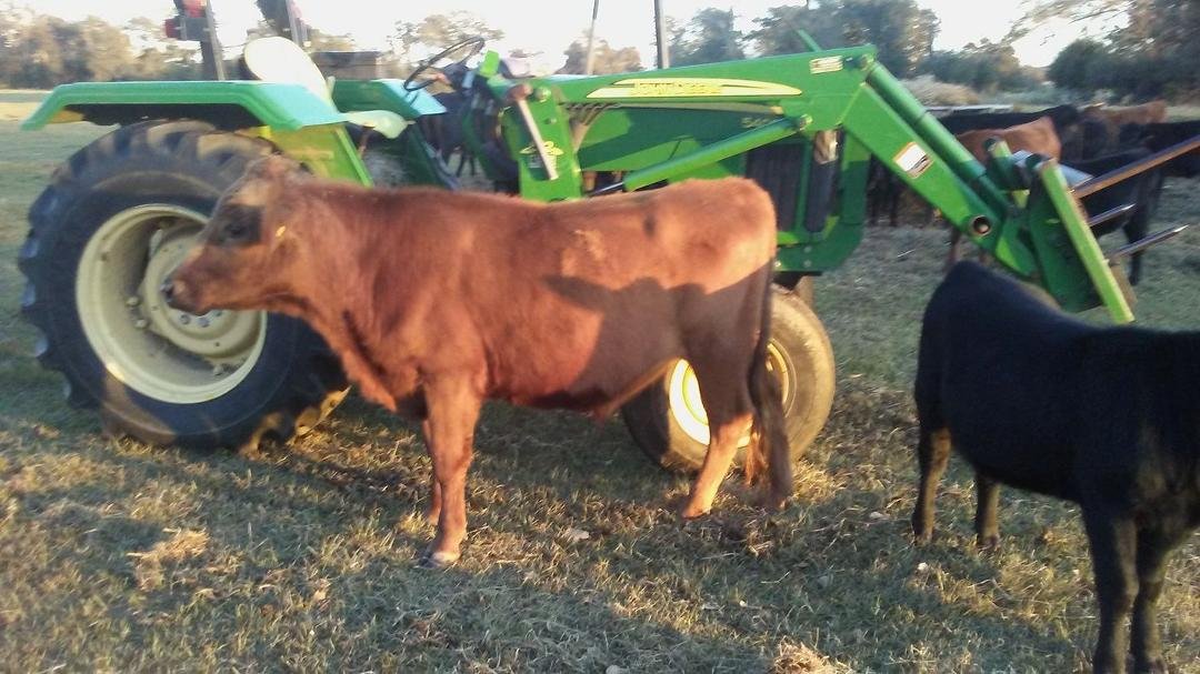 Turns out I have 2 more red grass fed steers available. Your pick $1000.