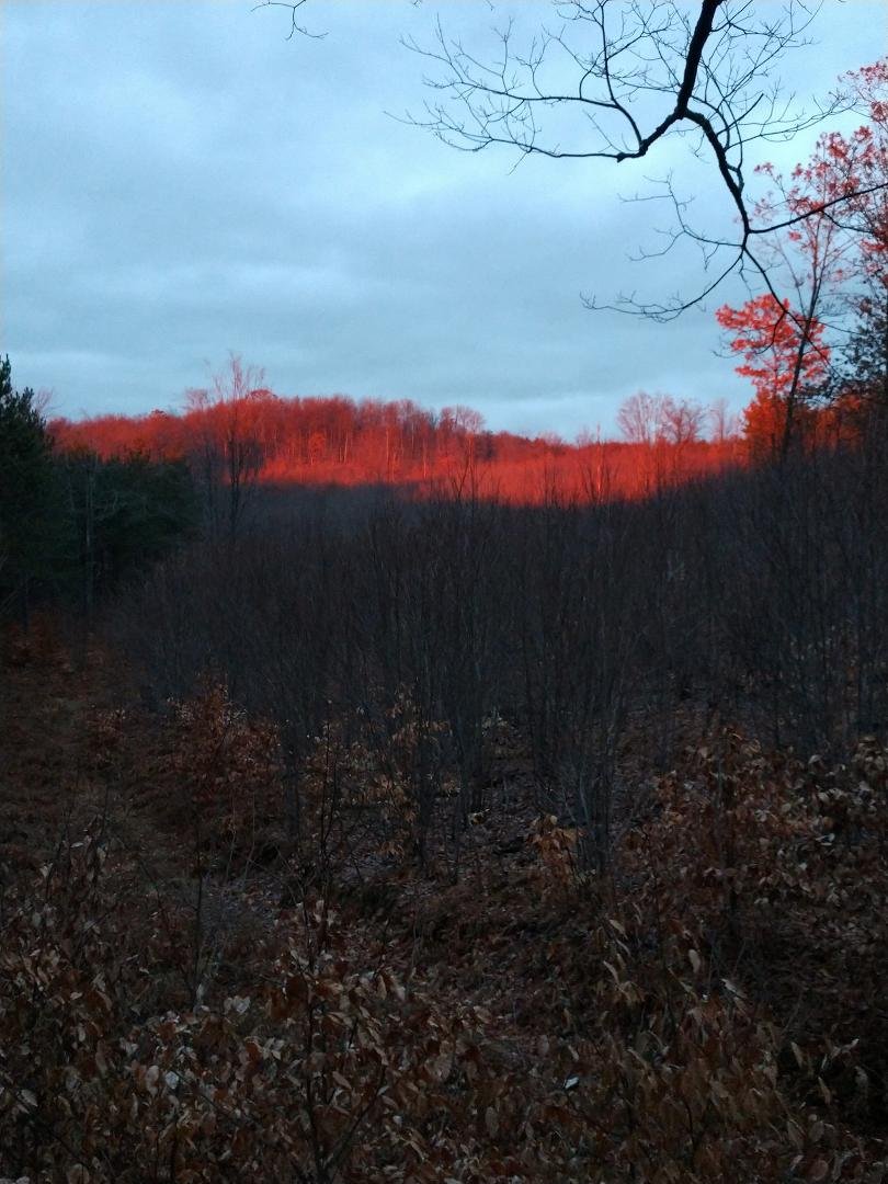 Yesterday sunsetting in the woods in Mesick