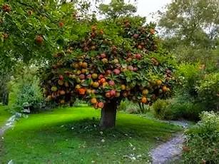 When we walk by a tree in the garden or in the forest, we can often identify that tree by the fruit it bears. If we see apples, we would know that it is an apple tree. That rule would also apply to other fruits like orang