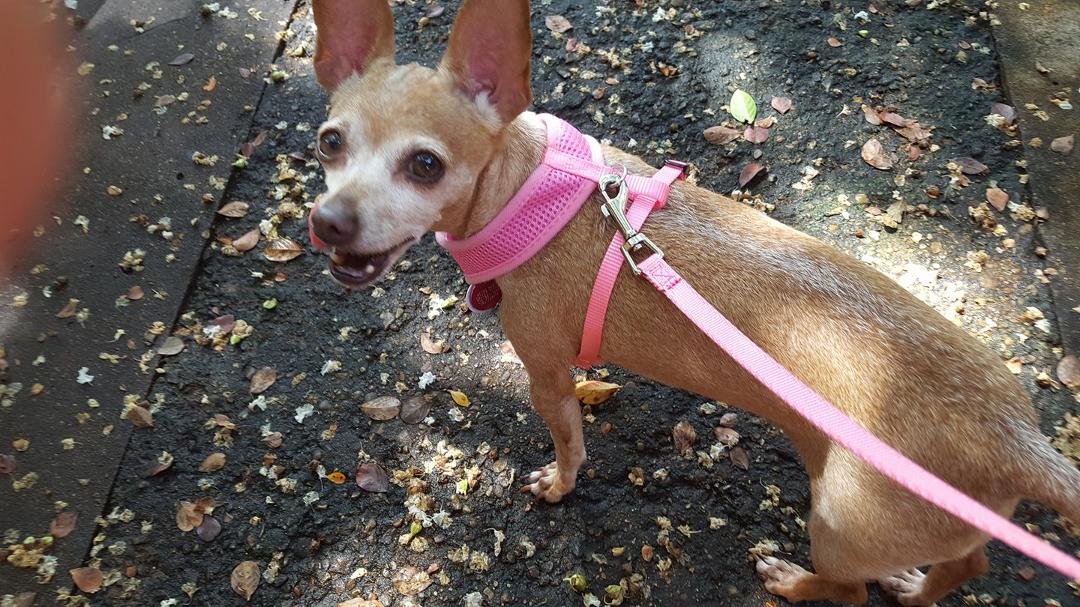 Frieda, my rescue Chihuahua, and I took our first walk.  She is easy to handle and loves being out.  I am enjoying her!  Isn't she pretty in pink?