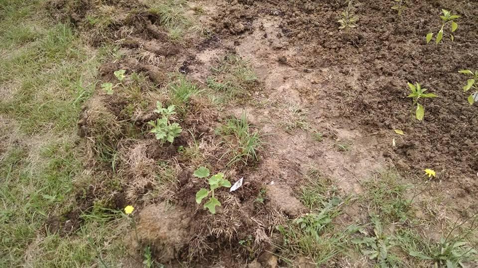 First time gardener