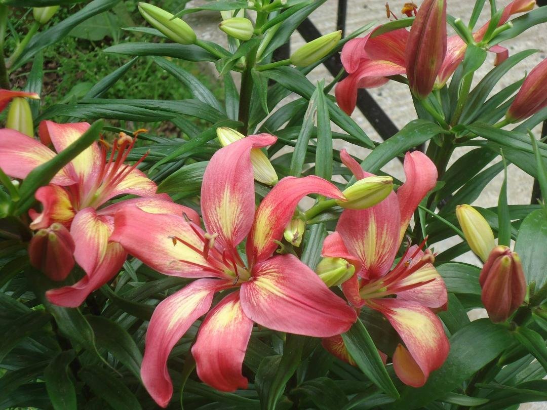 Janice Bowling's album, Timeline Photos
