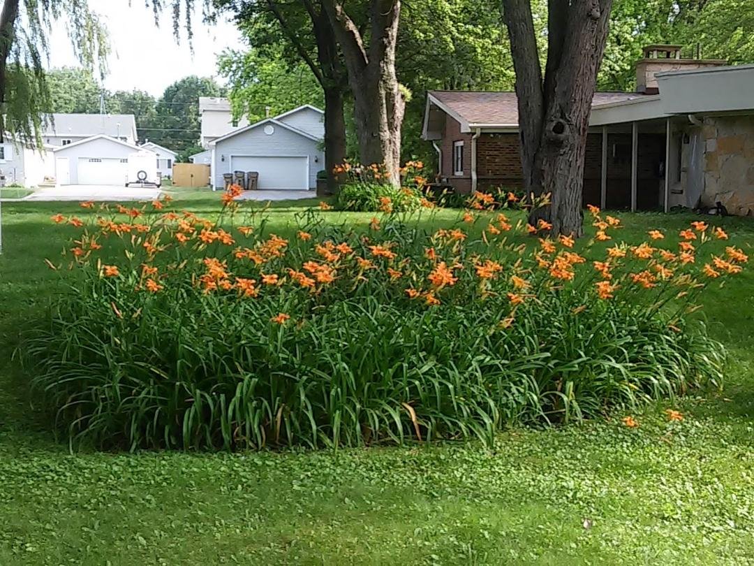 A little hot weather brought out the day lilies.