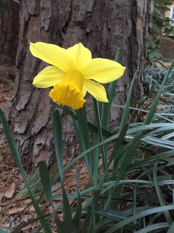 Don't you just love NC winters?