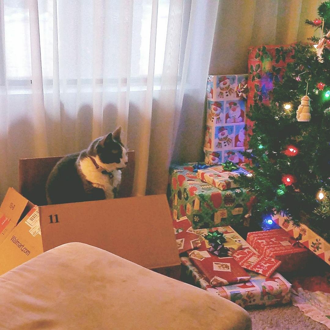 Precious' idea of Christmas heaven, in a box by the tree!