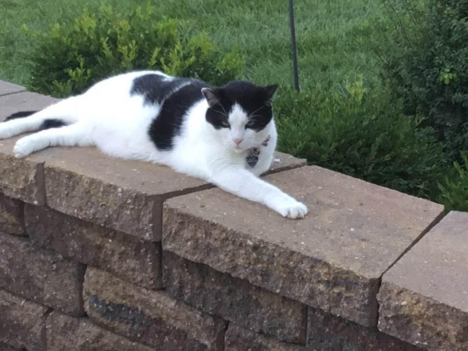 Max seems to like our patio as much as we do.