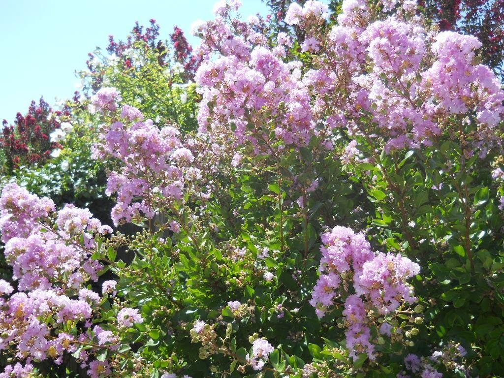 Love the plants up here. These are Crape Myrtle trees in my backyard.
