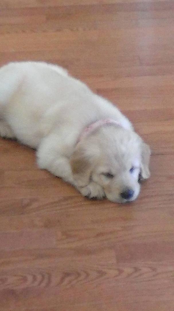New puppy dog is golden retriever boy 7 wks