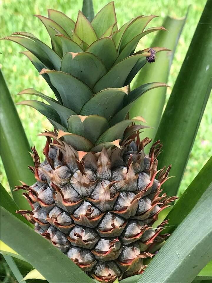 Who says you can’t grow pineapple in Texas