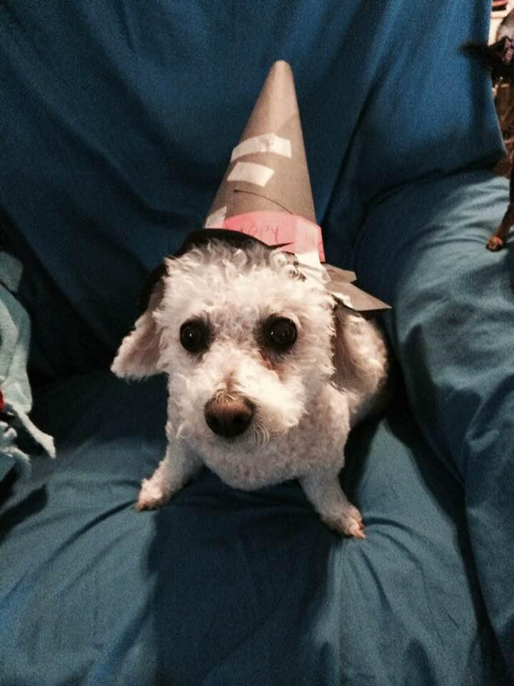 HAPPY BIRTHDAY, LACY!
She turned 14 today!
(This picture was actually taken Halloween three years ago.)