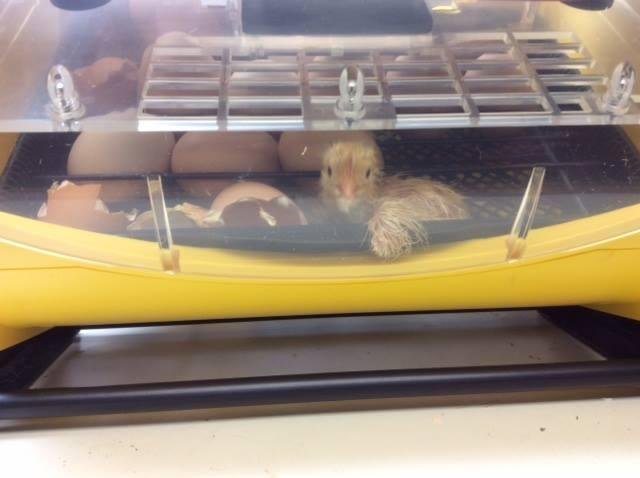 Baby chicks on the Grube farm! Adorable.
