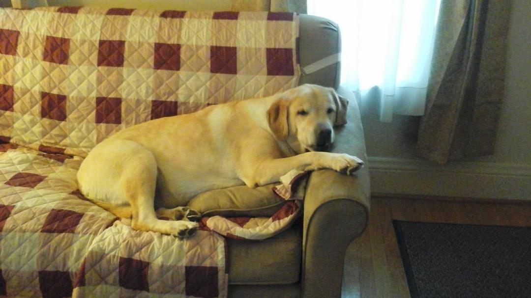 Home from a day at doggie day care
