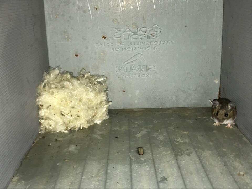 The mouse has made a nest home sweet home it thinks
