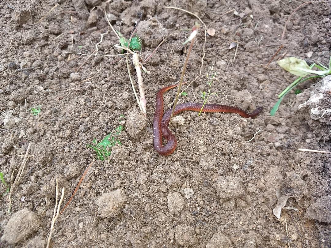 I dug up this Earth Snake while moving dirt in the yard. I'll bet he was hibernating and I brought him up early. I think he'll be OK, after all, he'll have an extra hour of daylight.