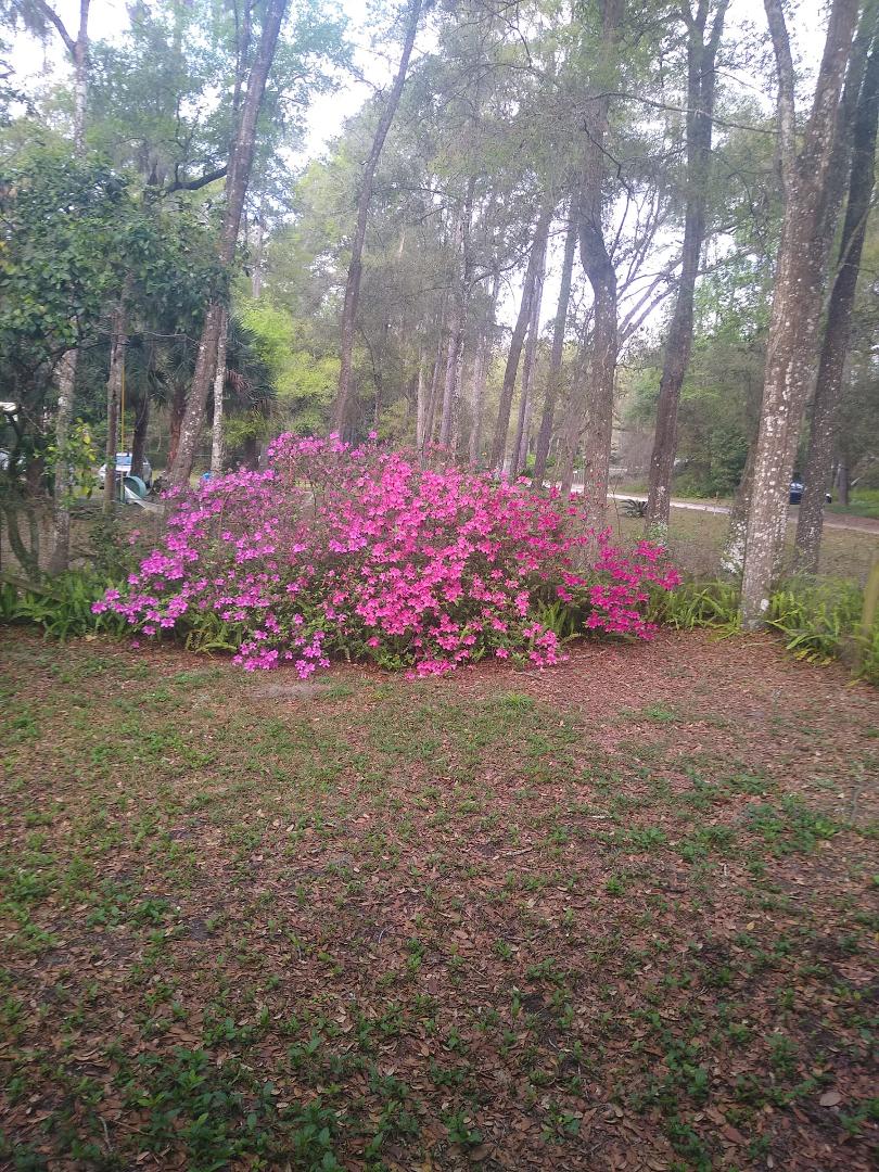 This is what I see when I look out my door. Since I took this picture I've gotten more flowers and it's all filled in.