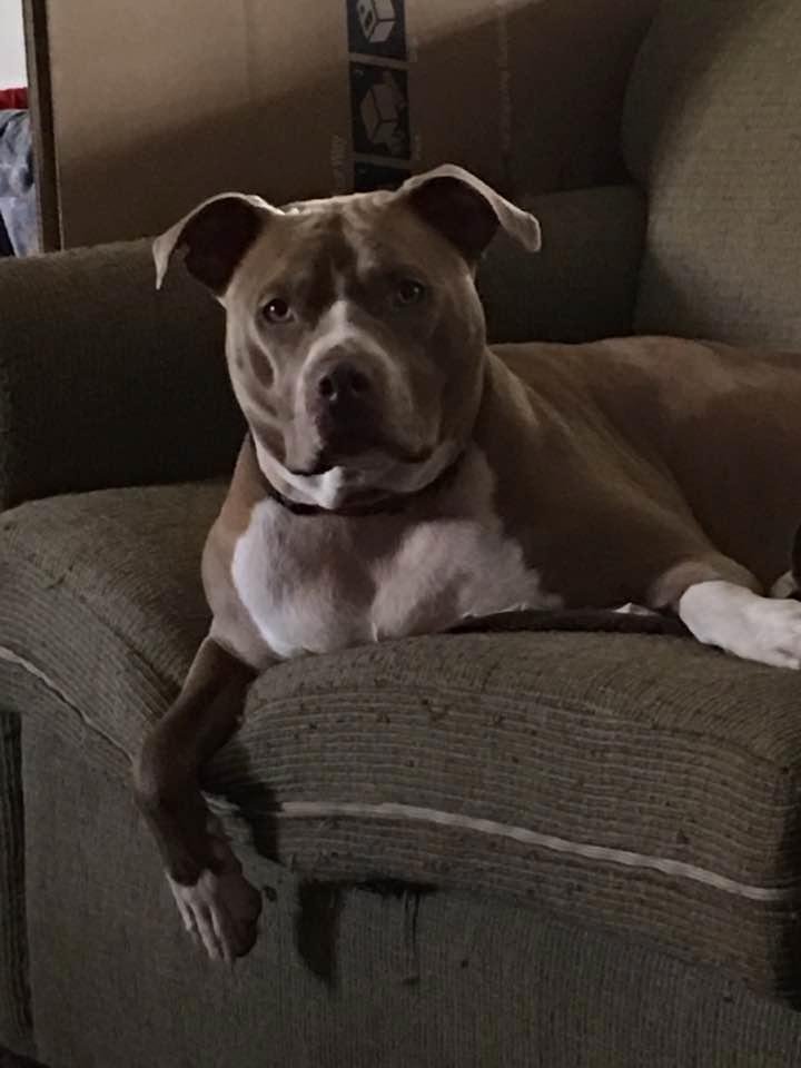 Weather is changing and she is loosing her hair. Looks like vet bill in the very near future