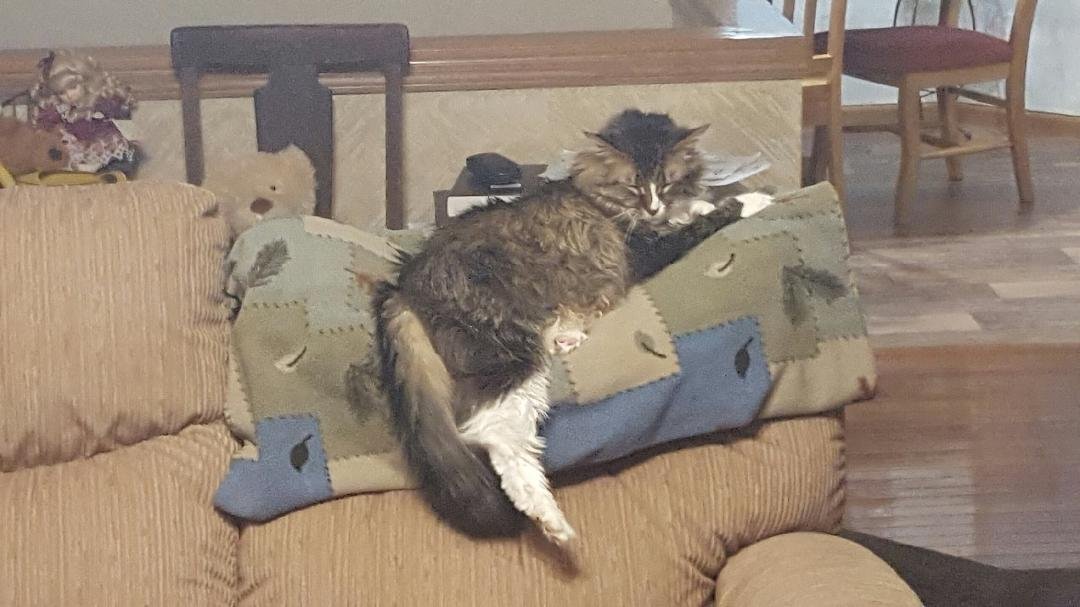 Mittens had to much eggnog... Happy New Year!
