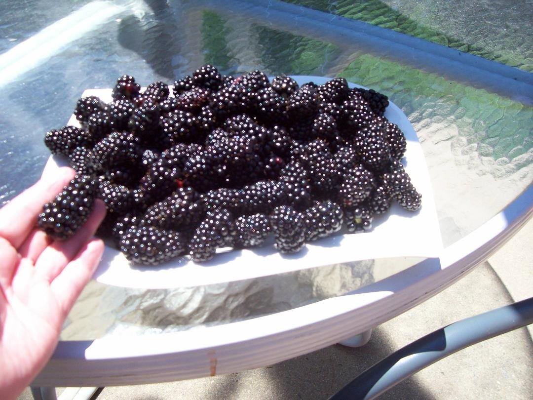 Eight cups of blackberries I just picked from our bushes in the backyard! Plump, juicy and delicious! Thinking I will take some to our family BBQ today.