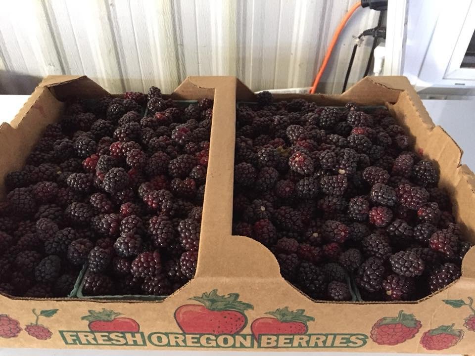 Went to Rowell Bros Berry Farm in Scholls. Got all these Boysenberries for just $11.00.