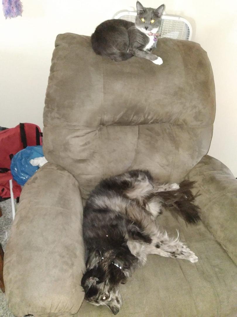 My fur babies being lazy.  What a life! Lol! Rnt they so cute?