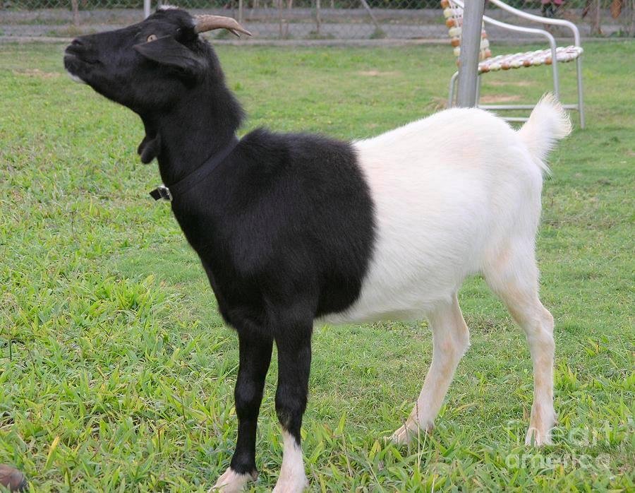 oreo goats