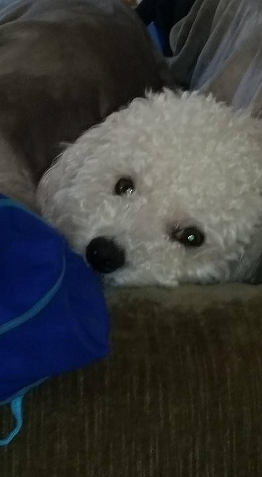 Waldo chilling on the couch.