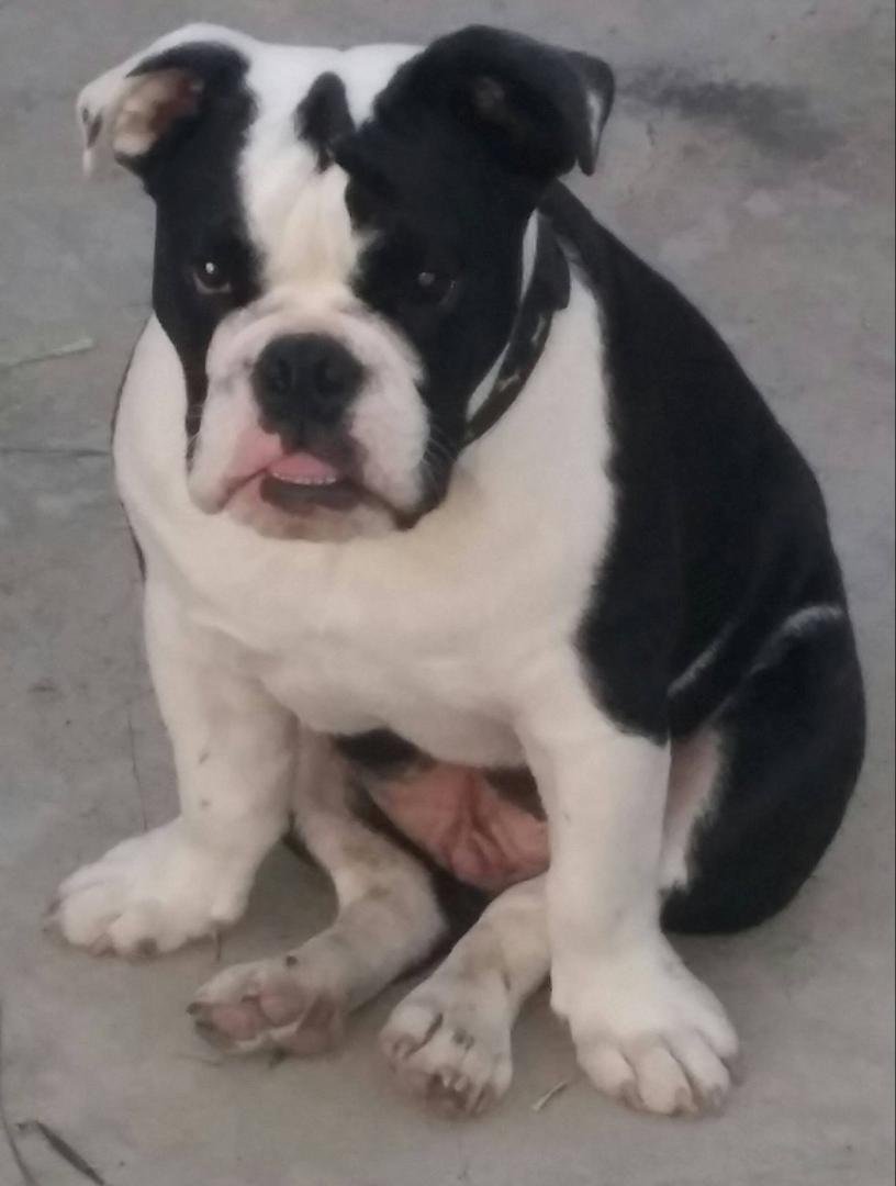 Here he is 52 pounds and just 6 months old. Very smart and good looking as hell. Junior, June Bug, Jun Jun!  Mommas therapy dog that provides me with all the therapy I need.
