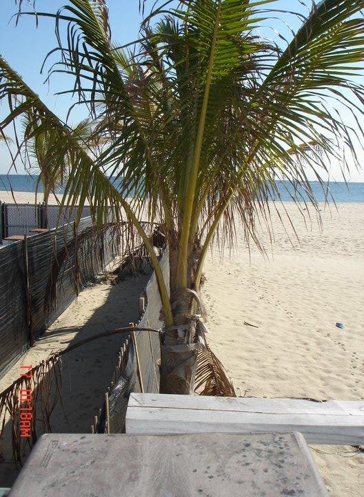 Palm trees in October in NJ?