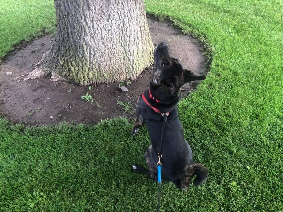 Watching a squirrel.