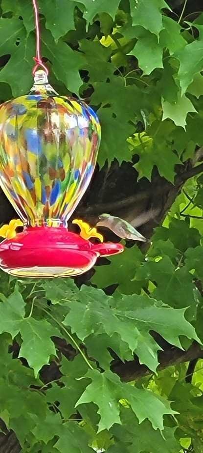 My hummingbird