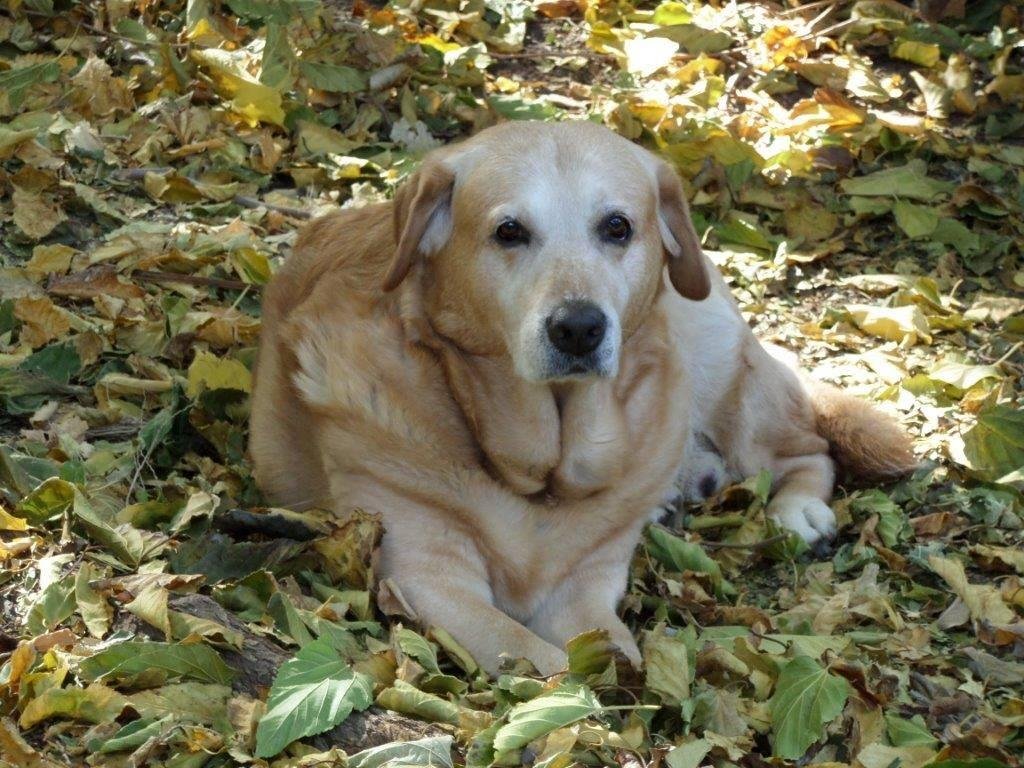 It makes my heart heavy! I lost my best friend today! RIP ben