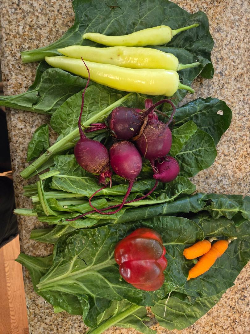 Jenna and our grandchildren are up visiting and as always they get to pick fresh organic produce from the garden for that night's dinner. Carrots red peppers spinach radishes banana peppers and celery. Really blessed to hav