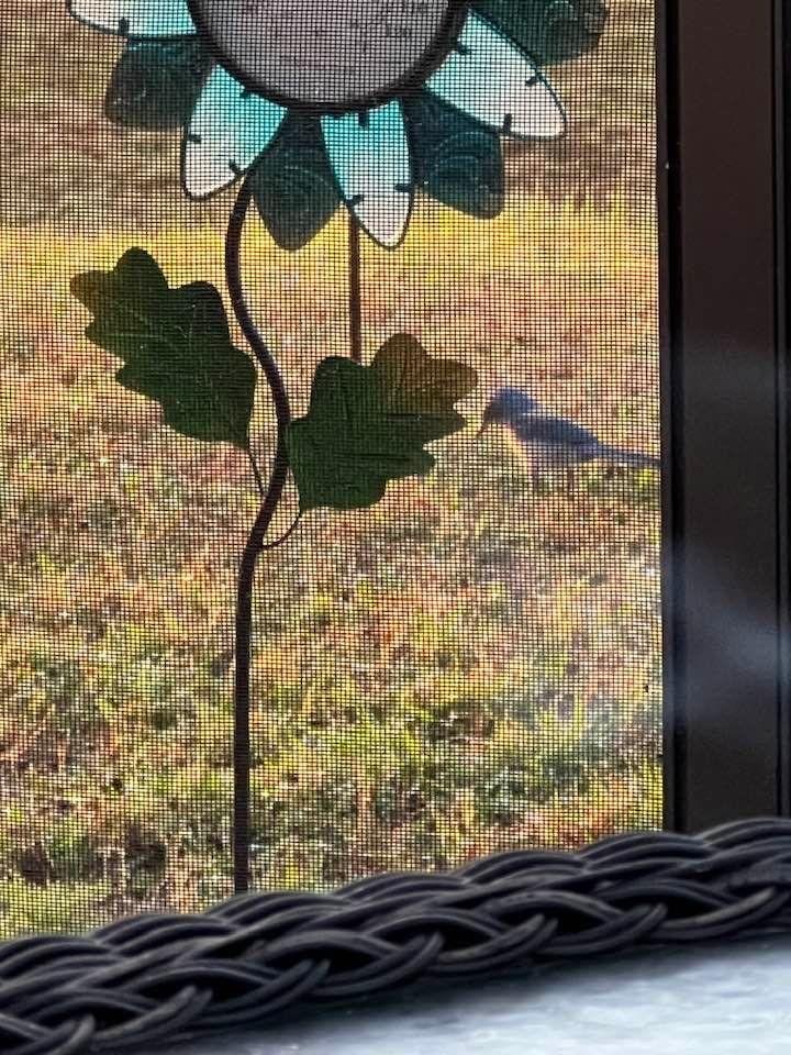 What kind of bird is this?