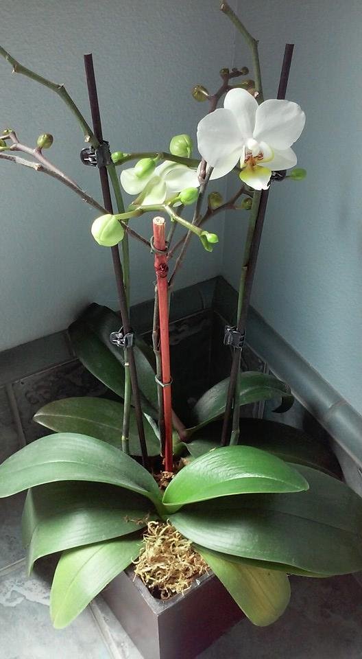 My first bloom I ever had.