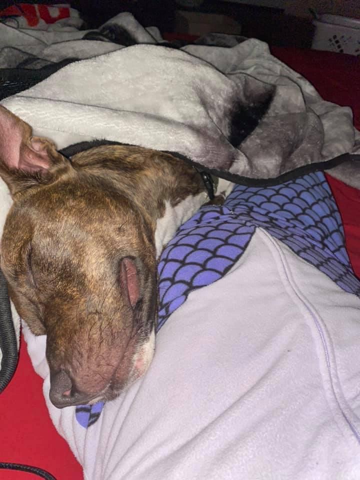 My fur-nephew doesn’t grasp social distancing and that’s ok with me. My recovery needed you desperately Gonzo (Donzo)
