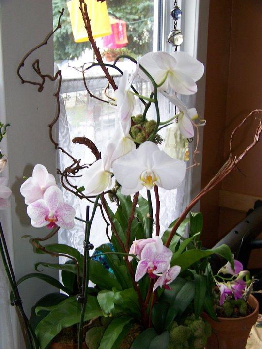 From my kitchen table