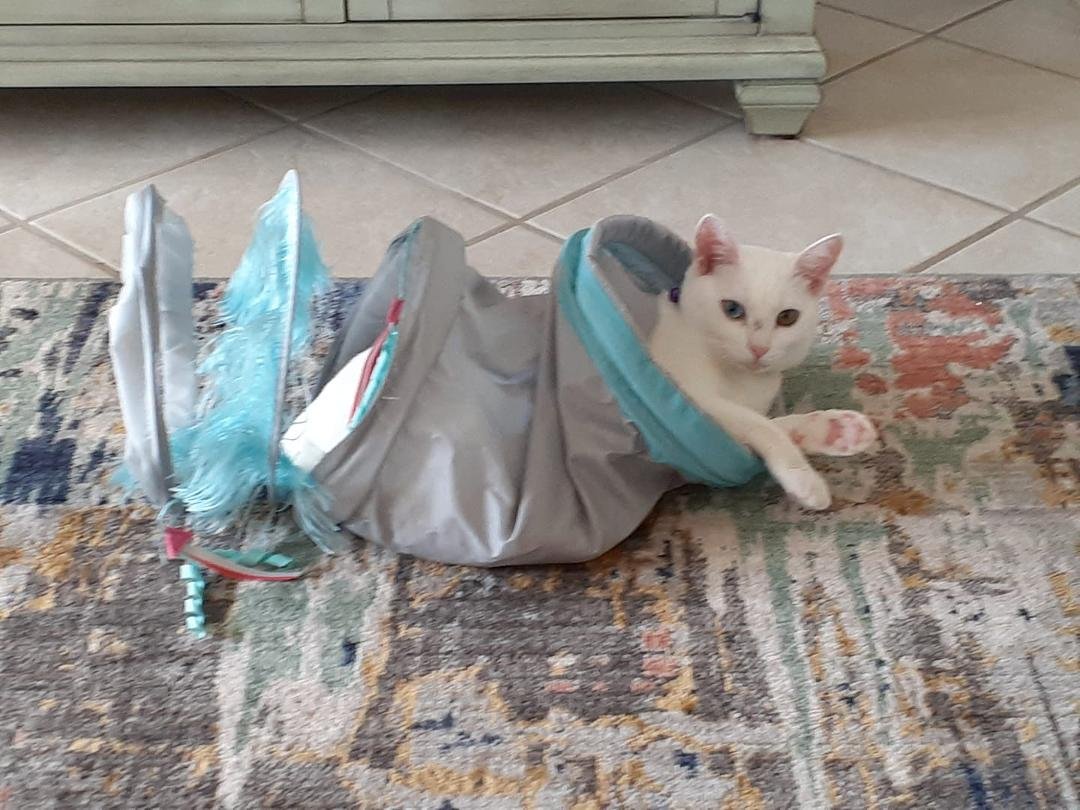 Got Fofa a new toy.