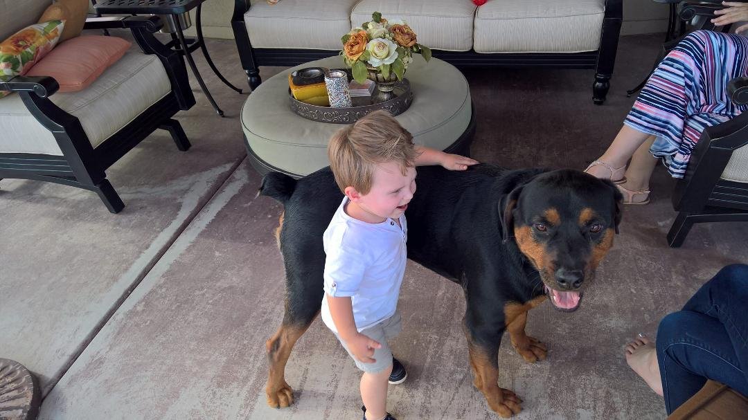 They say Rottweilers are not good with kids at all.. I am a firm believer lol