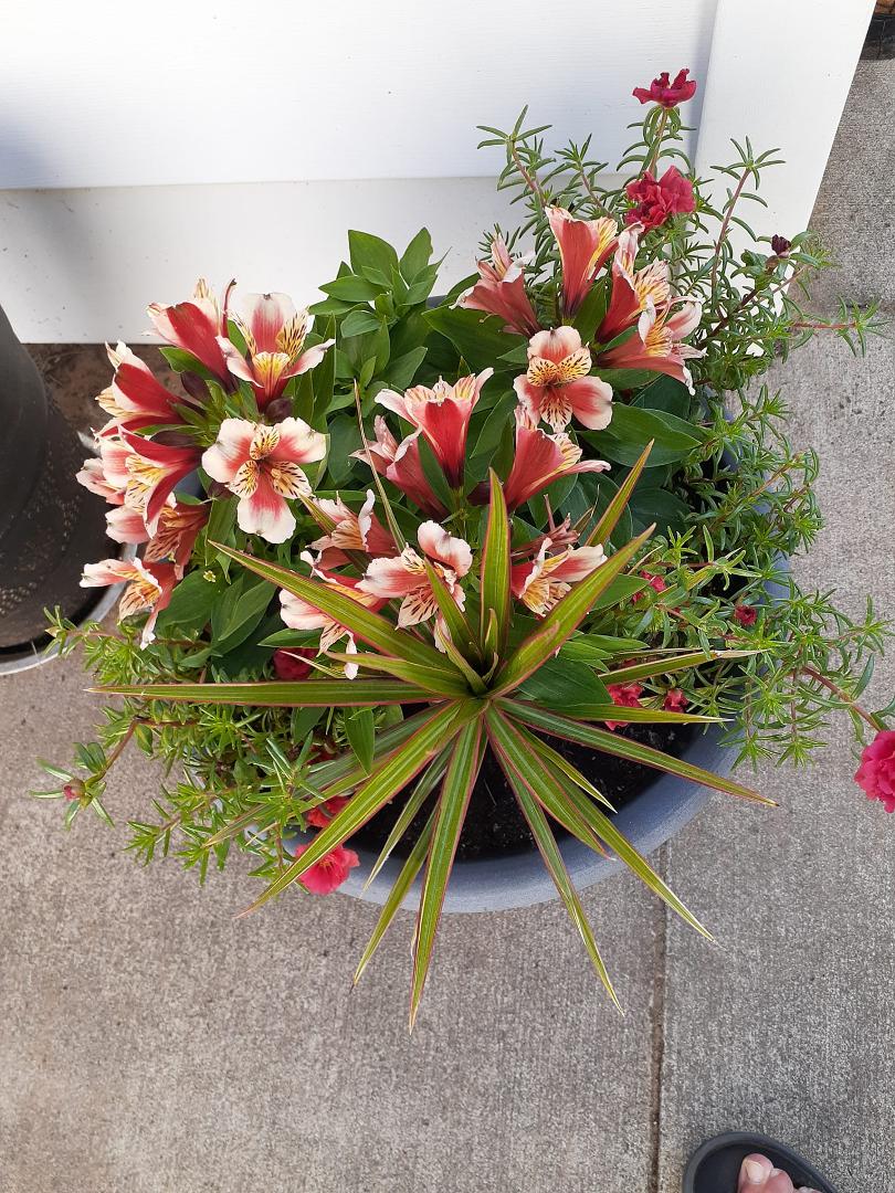 One of my favorite pots.  Alsroemeria and moss roses and a spikey thing