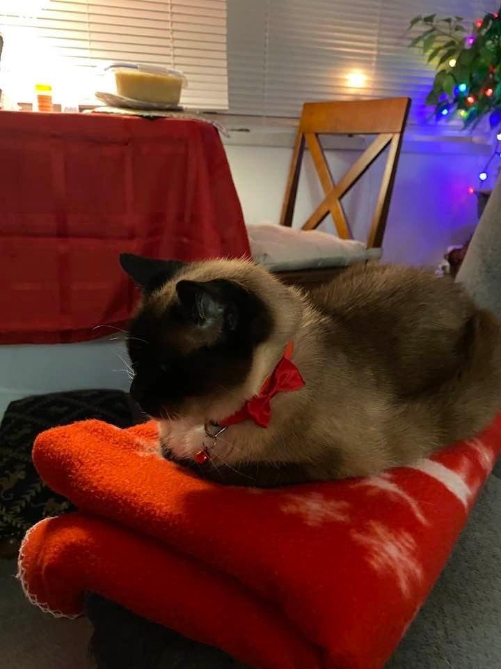 My beautiful, lovable Minniee! She’s waiting for Santa Claus 🎅 🎄
