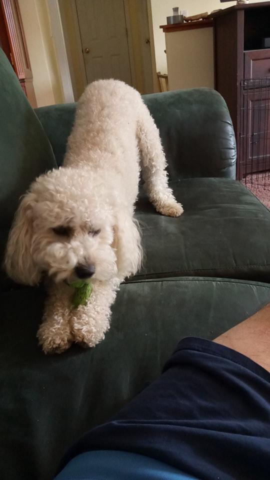 Baily's Couch.