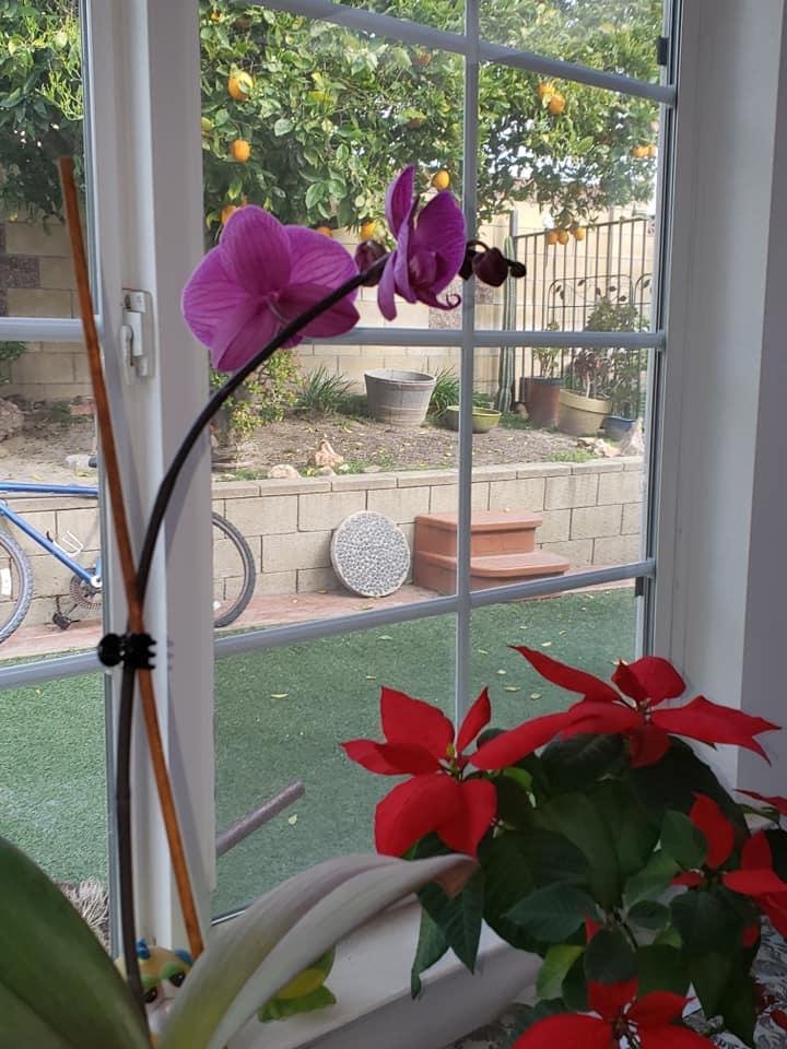 Susan Dowding's album, Mobile Uploads