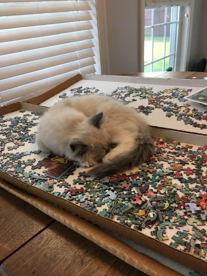 Poppy’s favorite place to sleep