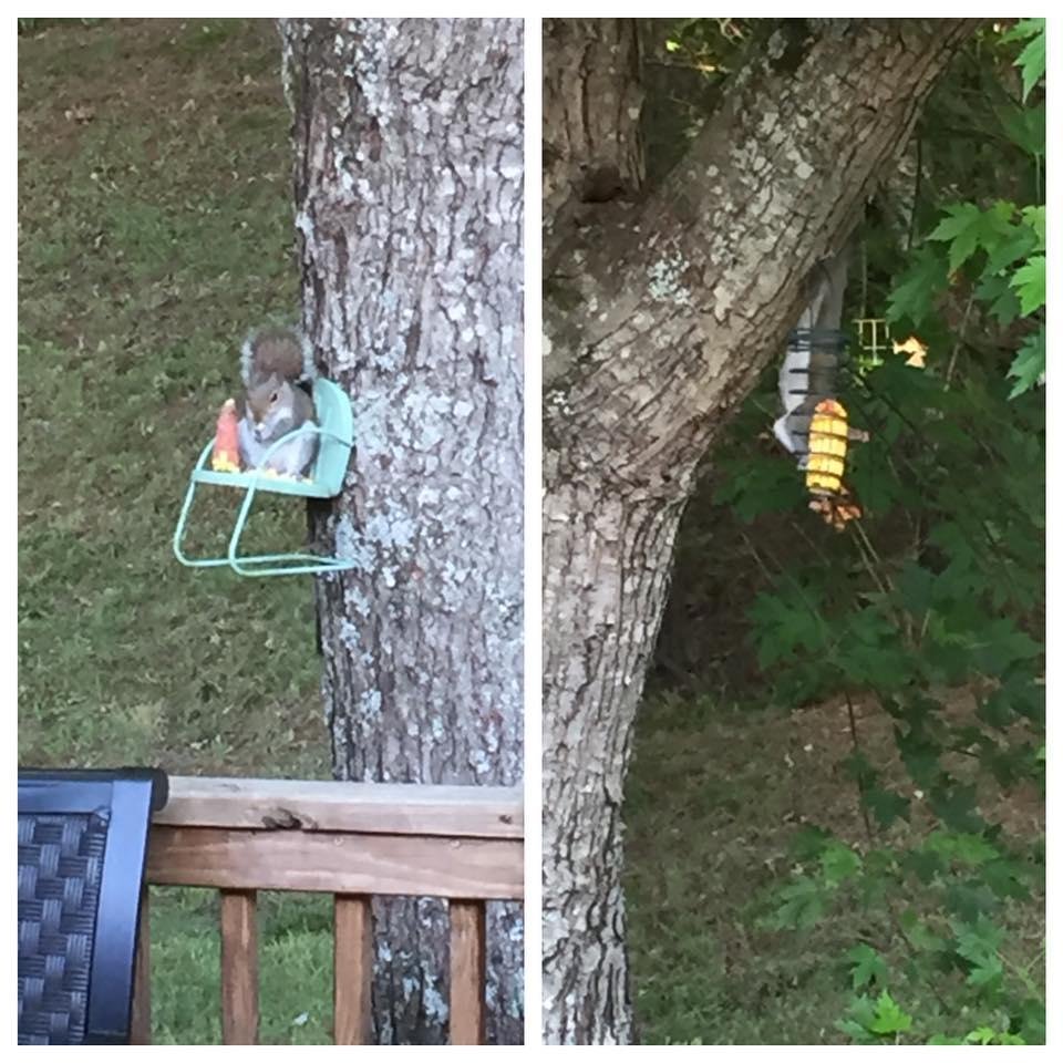 Our backyard visitors.
