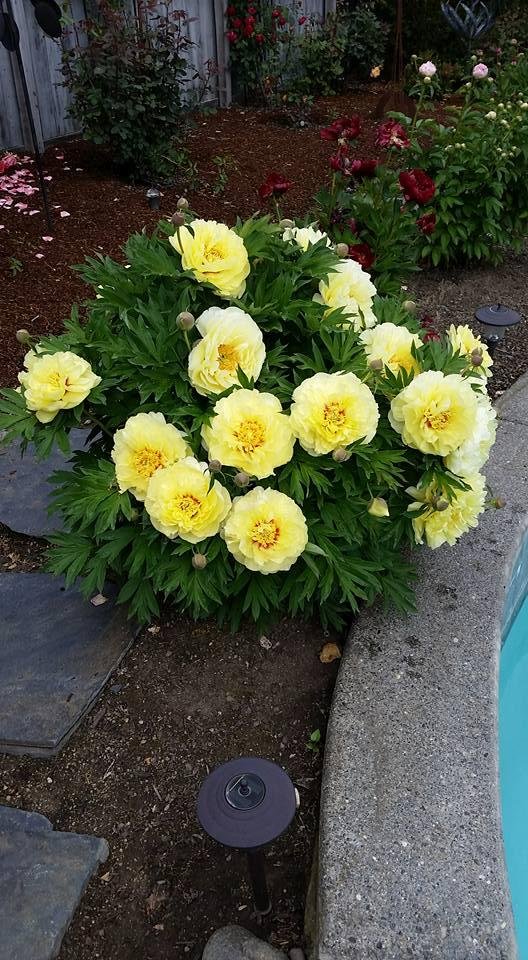 Diane Ross' album, Mobile Uploads