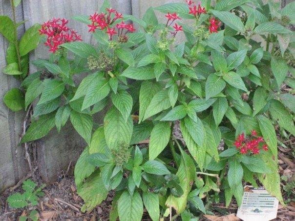 Tim Mooney's album, My butterfly garden