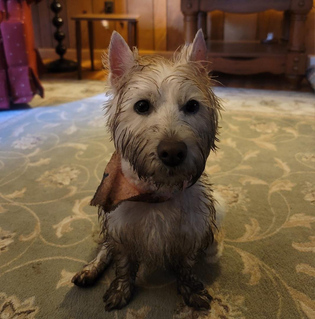 Emily decided to go mouse hunting just 2 days after she was groomed. Now my rug needs cleaning too! But she seems rather proud of herself. Too bad it started to drizzle while she was out there!