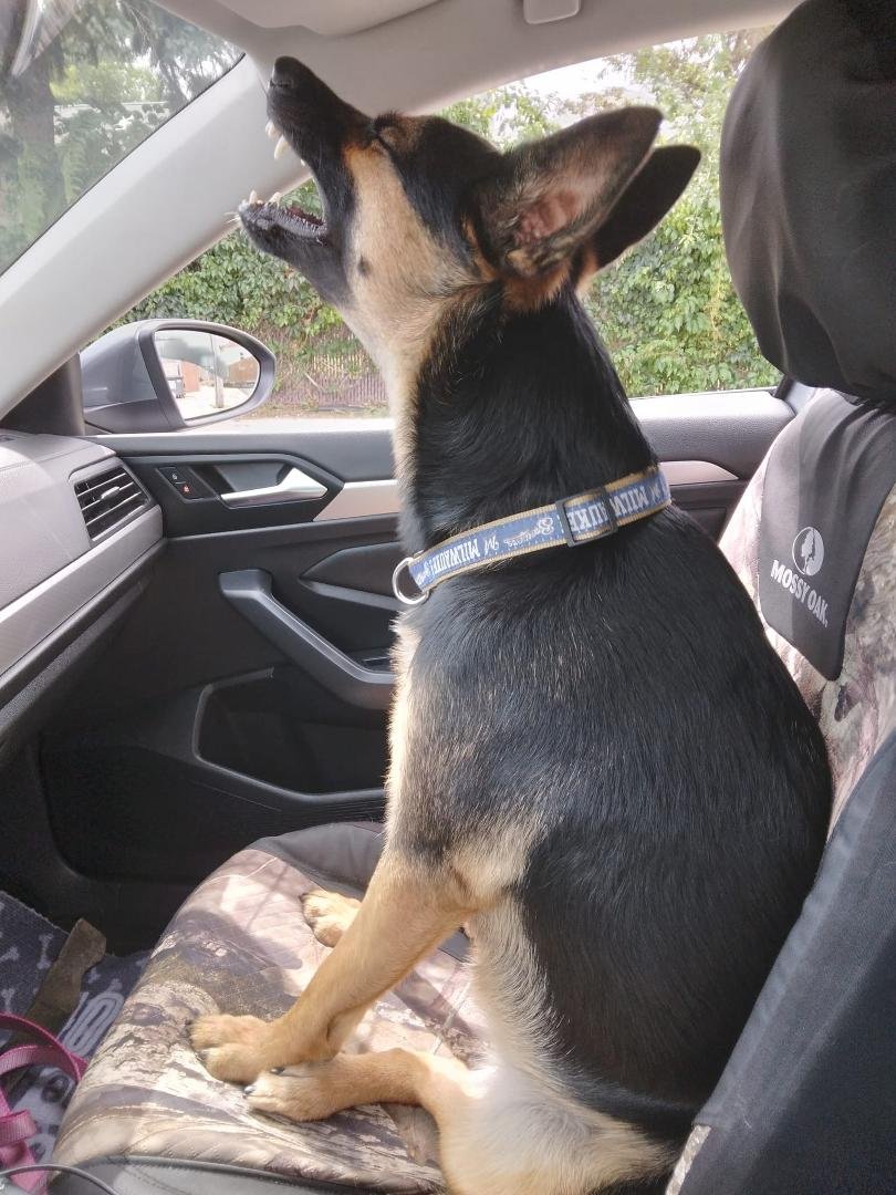 I want my Puppachino