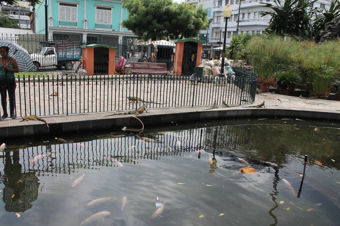 Iguanas run loose around the Koi pond in Guayaquil. I will be returning to Ecuador soon for a few weeks and possibly relocate after summer.